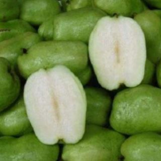 Ổi không hạt trồng chậu