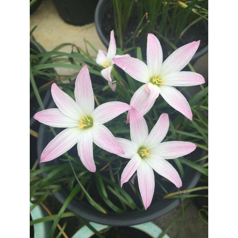 01 củ huệ mưa bubbles