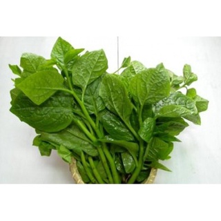 Hạt Giống Mồng Tơi Cao Sản (10 gr)