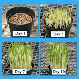 200 Hạt giống lúa nước Bonsai Nhật Bản