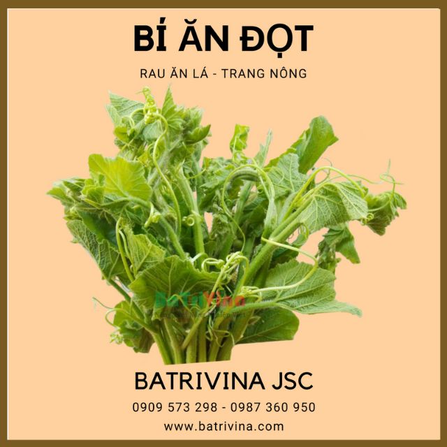 Gói 20gr hạt giống bí siêu ăn đọt trang nông