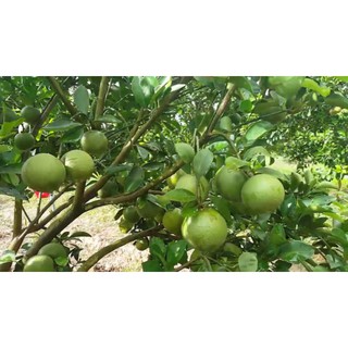 CÂY GIỐNG CAM XOÀN