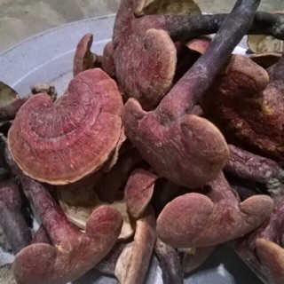 Nấm lim xanh Tiên Phước Quảng Nam.Loại Lớn Đvt:1kg