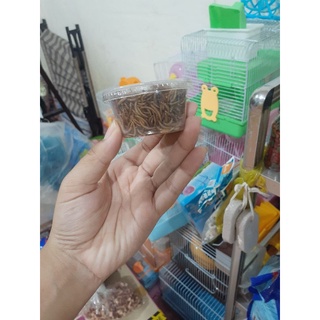 Sâu rang bơ chuột hamter🐭