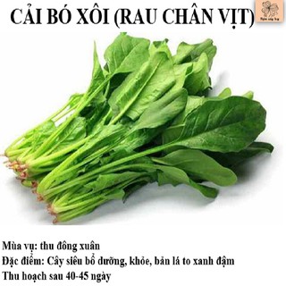 Hạt giống rau cải bó xôi (rau chân vịt) chịu lạnh Lucky seeds F1