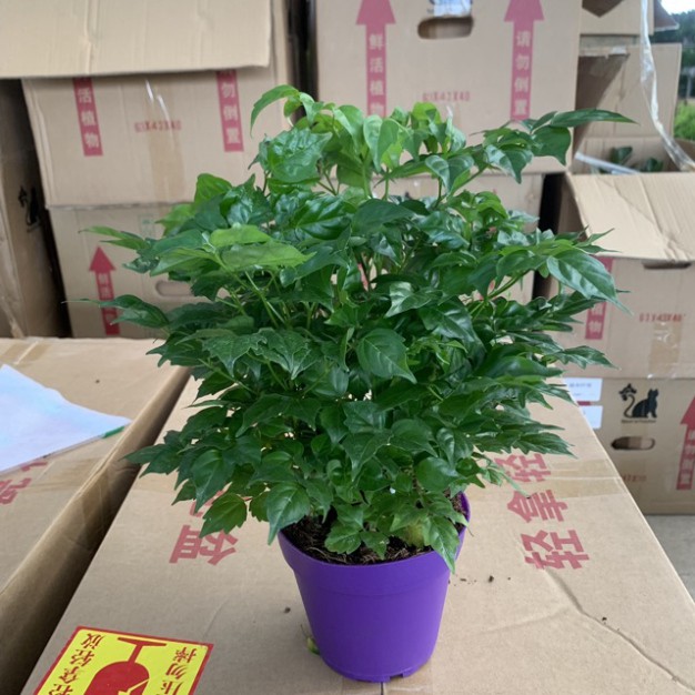 Cây hạnh phúc để bàn cao 25-30cm nhiều cành lá xum xuê và xanh tươi quanh năm, thích hợp trang trí nội thất