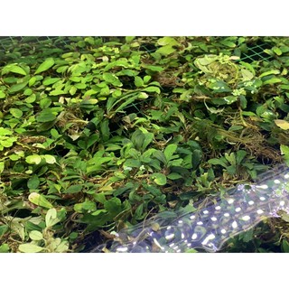Cây thuỷ sinh Bucephalandra Brownie series 20gram