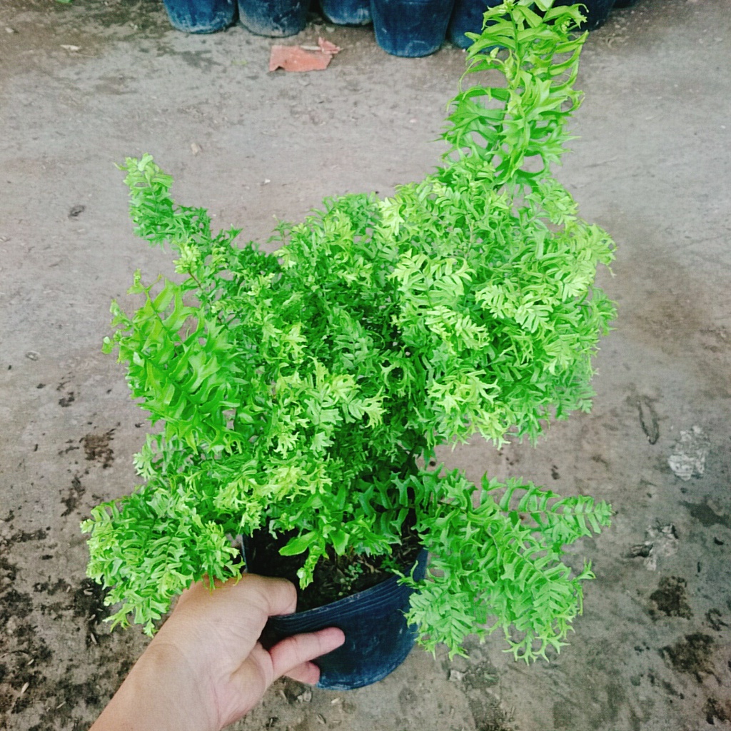 Cây Dương Xỉ Đuôi Tôm - cây cảnh để bàn