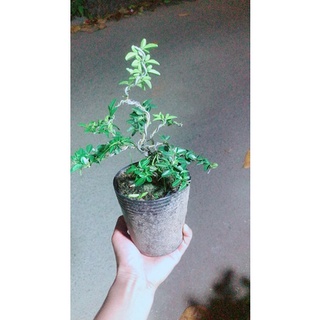 Kim Quýt Bonsai