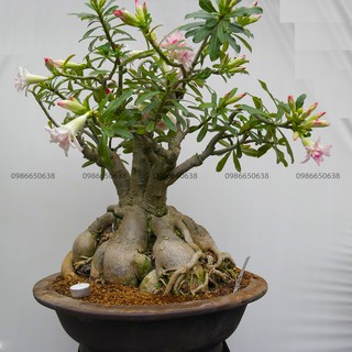 HOA SỨ THÁI