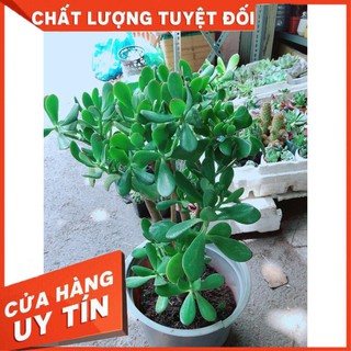 Sen Đá Ngọc Bích Size Lớn