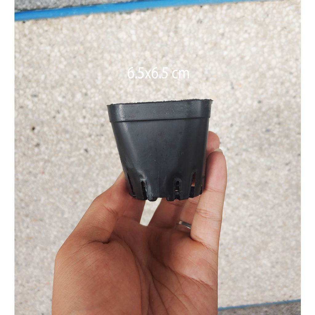 Châu Vuông Nhựa Đen Trồng Cây Sen Đá Cây Bắt Mồi Cây Ăn Thịt Nhiều Kích Thước 6.5 cm - 7cm - 15 cm