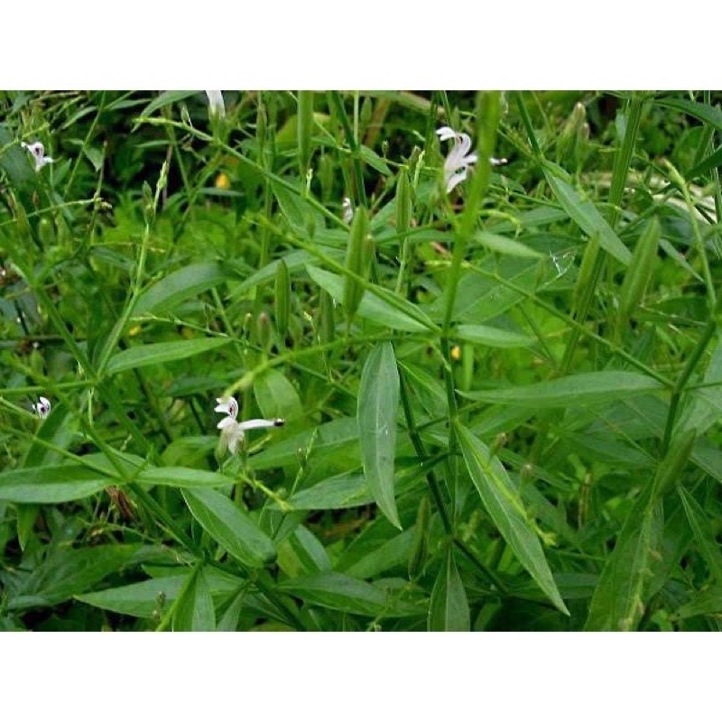 Hạt Giống Xuyên Tâm Liên - Gói 50 hạt