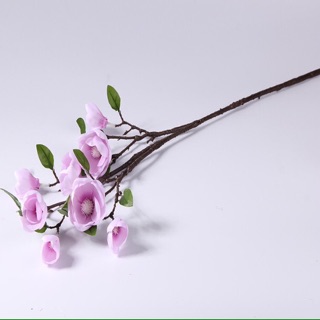 Mộc lan cành cao 80cm