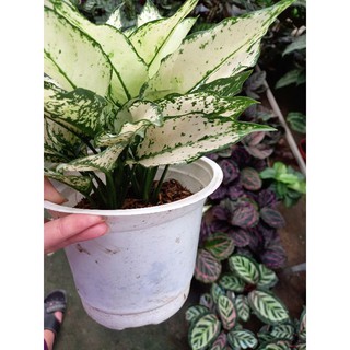 🌿Cây Ngọc Bích 🌿