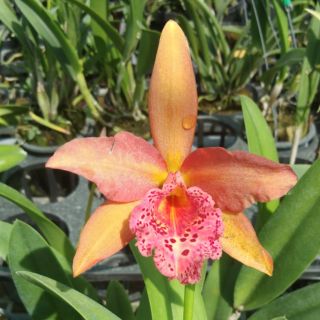 🌺🌺 Cooper queen 
Cat đổi màu