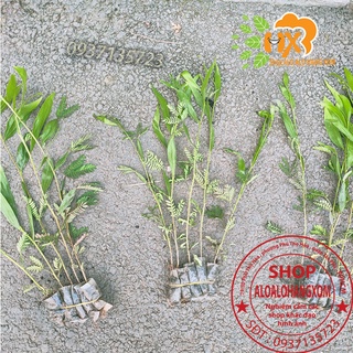 combo 50 cây tràm lai cây giống
