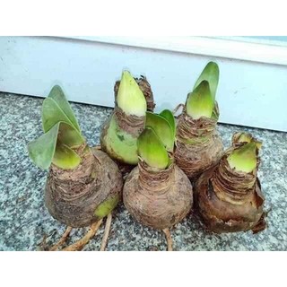 CỦ HUỆ CÁNH KÉP (ĐỦ MÀU)
