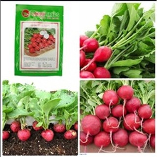 Hạt giống Củ cải đỏ tròn