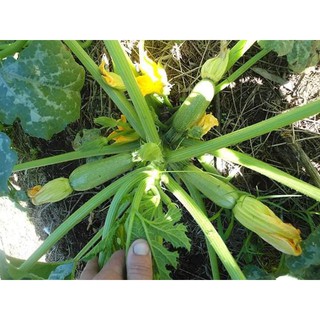 Hạt Giống Bí Ngòi Xanh ( Zucchini )