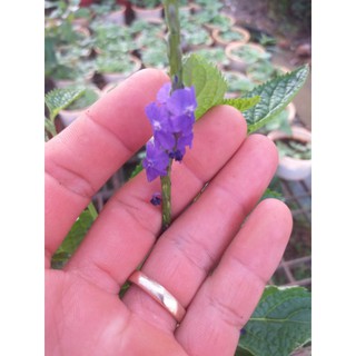 Cây Đuôi Chuột( mạch lạc)