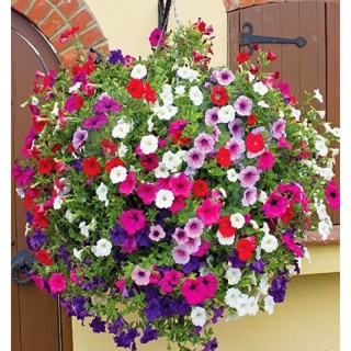 Hạt Giống Hoa Dạ Yến Thảo Mix Nhiều Màu | SL: 200 HẠT