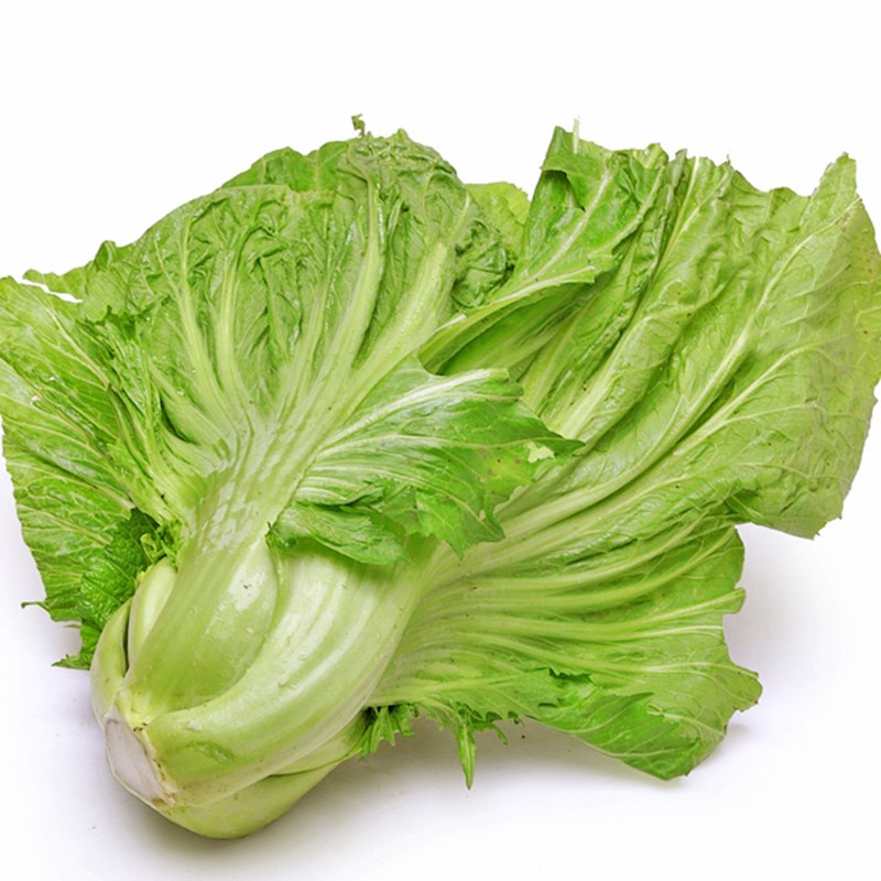 Hạt giống Cải Tòa Sại Thái Lan  - Cải bẹ dưa