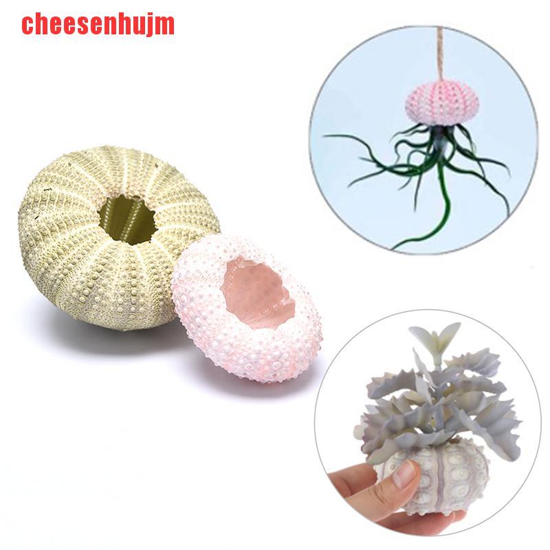 Chậu hoa hình nhím biển tự nhiên trang trí nội thất