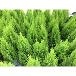 Cây tùng thơm nhiều kích thước