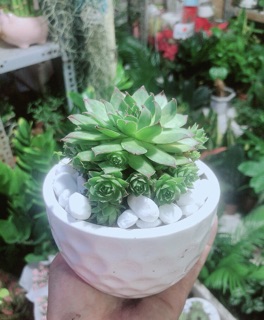 Phật Bà Xanh Kèm Chậu Sứ