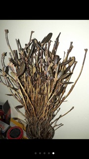 Hoa đỗ quyên ngủ đông (sỉ lẻ)