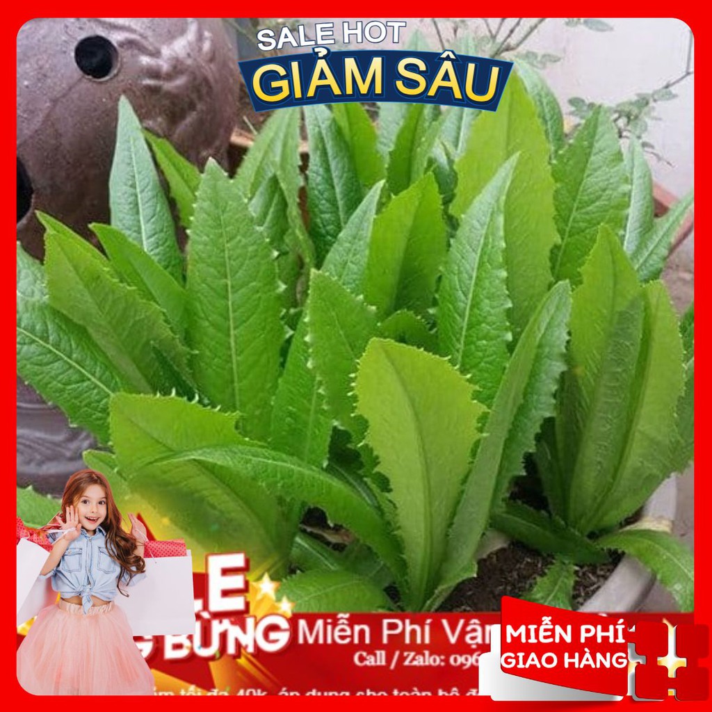 Hạt Giống Rau Diếp Thơm - 50 Hạt / Gói