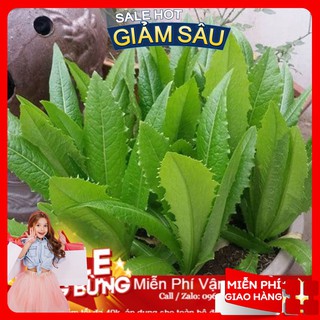 Hạt Giống Rau Diếp Thơm - 50 Hạt / Gói