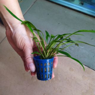 Cây thủy sinh Tiêu Thảo mũi tên