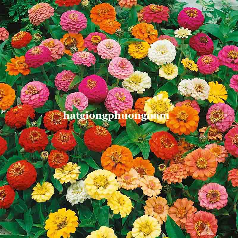 30H - HẠT GIỐNG HOA CÚC LÁ NHÁM KÉP MIX
