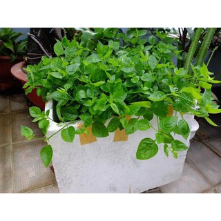 3 Cây giống rau Ngót Nhật