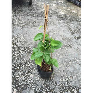 Chậu cây giống cây thiên lý