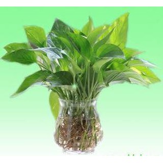 TRẦU BÀ THỦY SINH