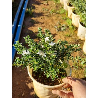 Cây giống Bạch tuyết mai