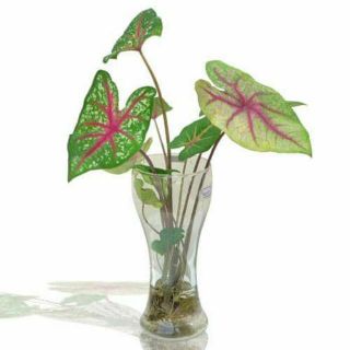 Combo 3 cây môn đốm đỏ sinh tài lộc trồng thuỷ sinh hoặc trong đất