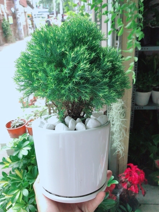 Chậu Cây Tùng Bồng Lai