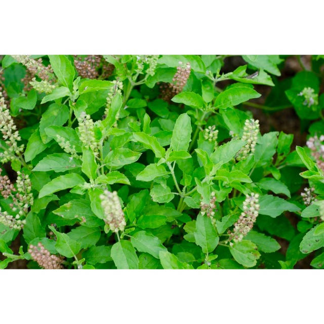 TINH DẦU HƯƠNG NHU (10ml)