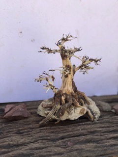 Bonsai cho bể cá thuỷ sinh 20x15