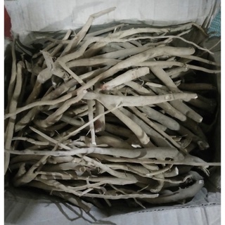 Sâm cau rừng nguyên chất loại 1