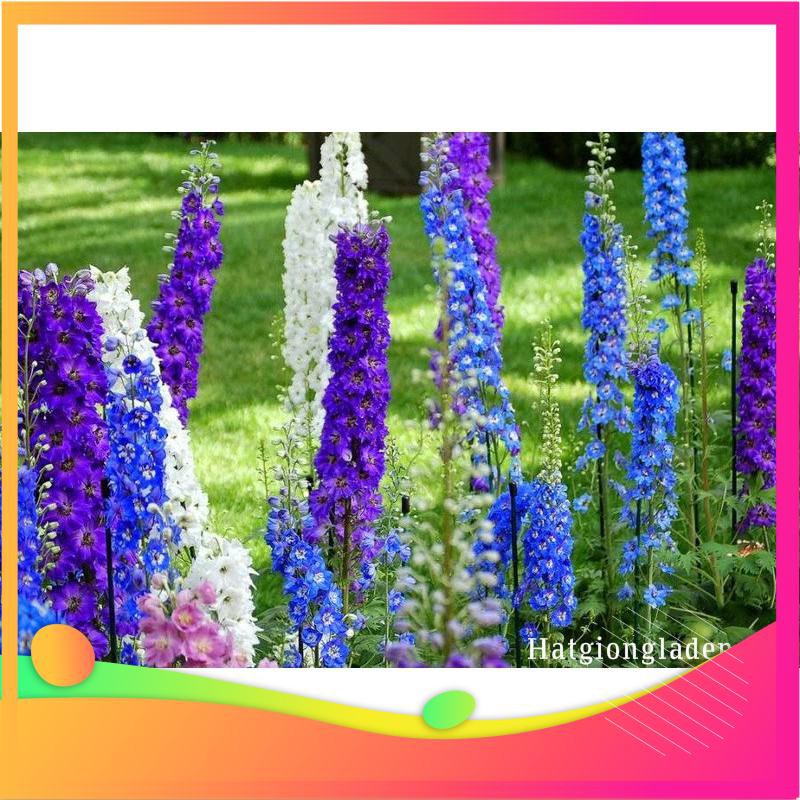 Hạt Giống Hoa Phi Yến - 50 Hạt VIETGAR