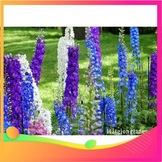 Hạt giống hoa phi yến - 50 hạt vietgar