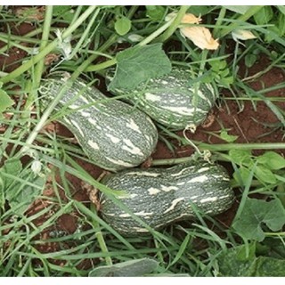 Hạt giống Bí ngô mật