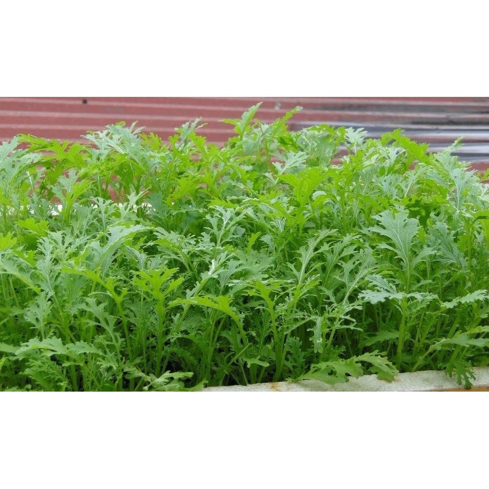 Hạt giống cải bẹ xanh ngọt đuôi phụng - gói 20 gram