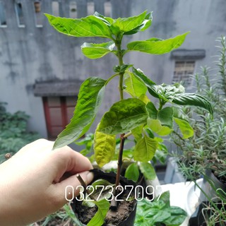 Cây basil, cây húng tây, gia vị nấu mỳ Ý