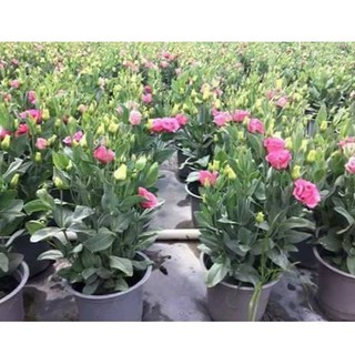 Hạt giống hoa cát tường